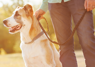 heartworm injection dogs