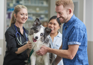 dog's visit to the vet