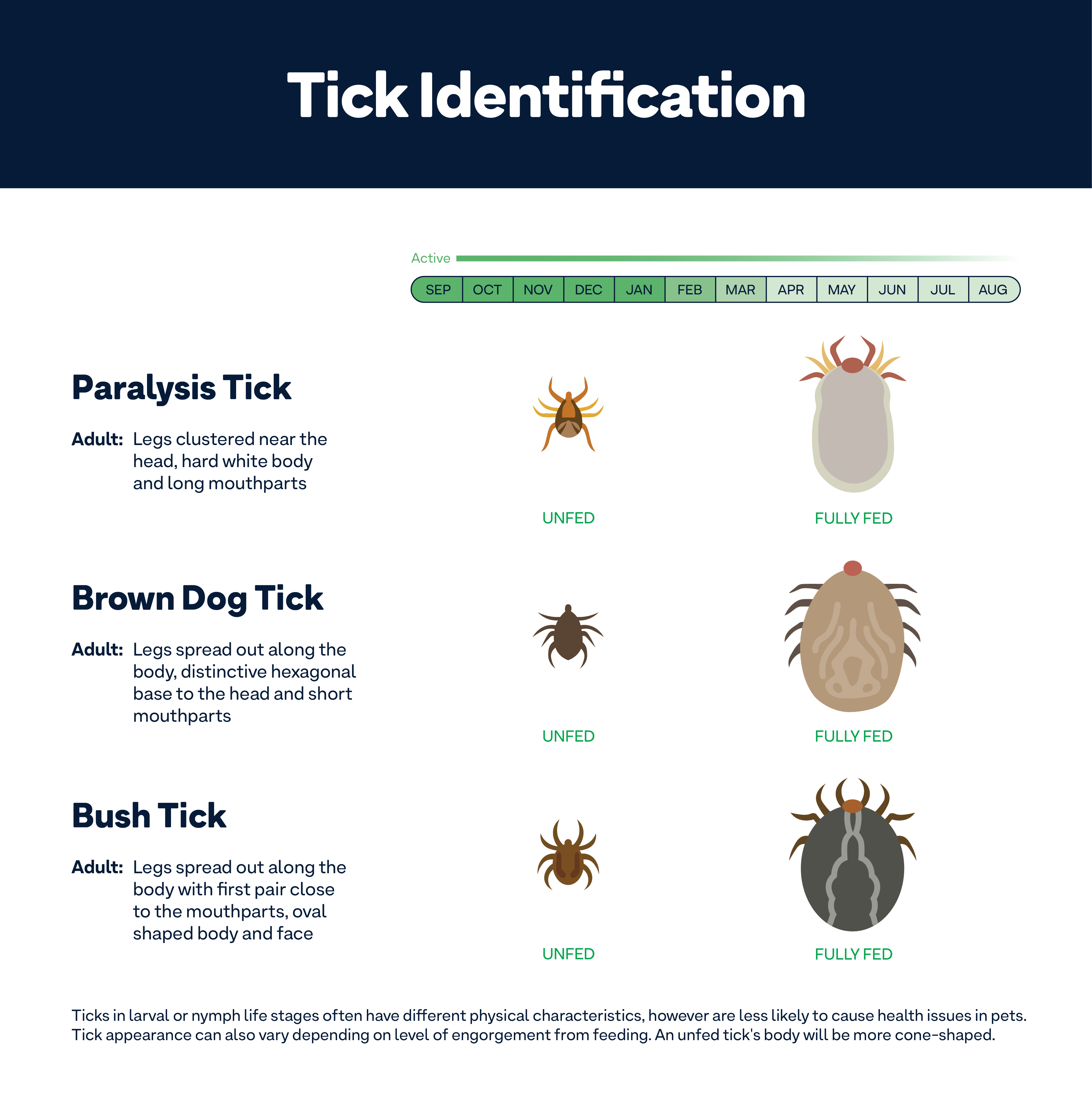 Tick inside best sale dog