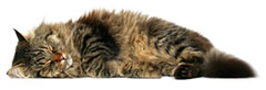 fluffy sleeping cat