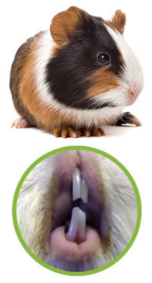 guinea pig and a close up of its teeth