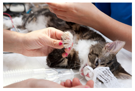 cat under anaesthetic during surgery