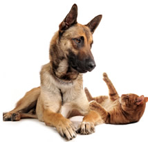 German Shepard and cat introduction
