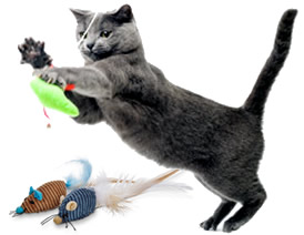 Cat playing with toy