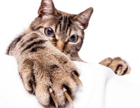 Cats restricted by arthritis