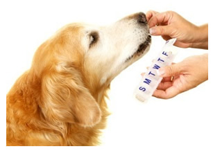 Dog being fed tablets by owner