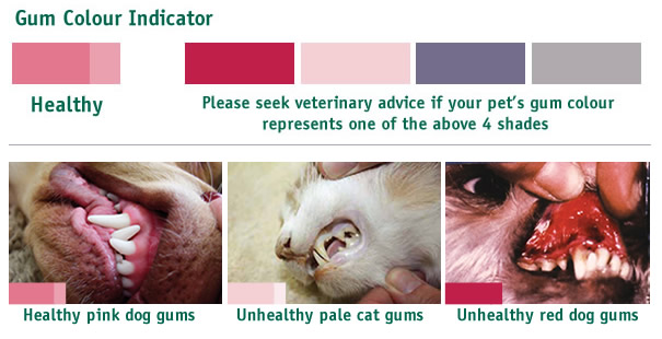 Gum colour indicator infographic