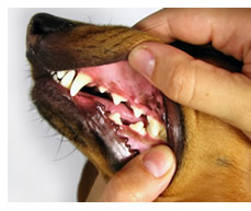 Dog owner checking dog's gums for disease