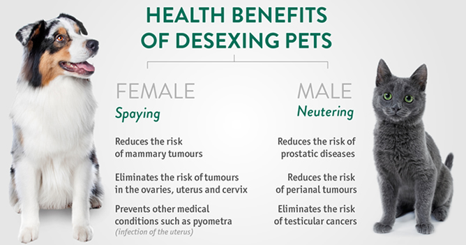 cost of desexing female dog