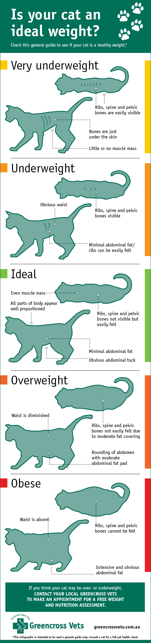 Cat Body Score Condition Chart
