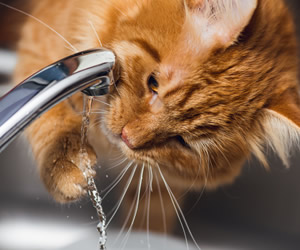 Cat drinking water from tap