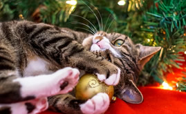 Cats and Christmas time