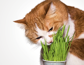 Why Does My Cat Eat Grass Greencross Vets