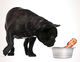 Black pug sniffing large bone