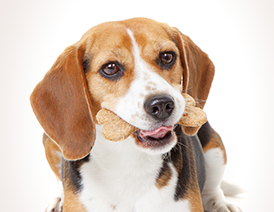 Dog chewing bone