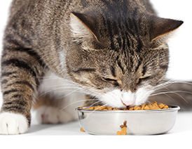 Large cat eating cat food