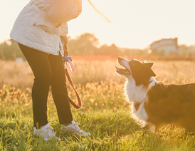 Owner and dog on a walk during a sunset