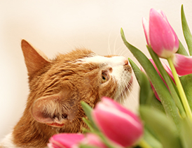 Inquisitive cat smelling bright pink flowers