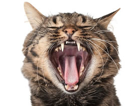 Adult cat yawning showing teeth