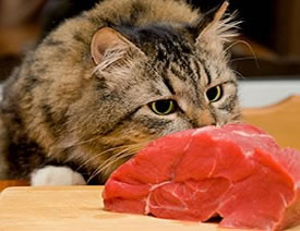 Cat sniffing large cut of meat
