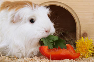 Can rats eat guinea pig food deals
