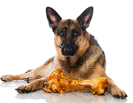 Large dog with big bone