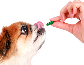 Dog taking pill