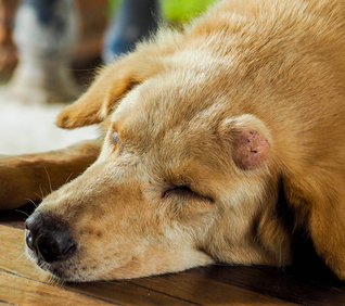 Lumps on pets should be examined by your vet Greencross Vets