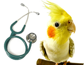 Taking Your Pet Bird To The Vet - Greencross Vets