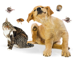 Pet Parasites and Prevention Control - Greencross Vets