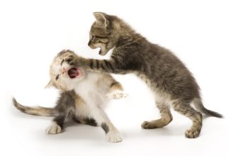 cats about to fight