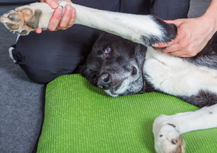 how to help your old dog with arthritis