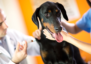 canine vaccination