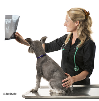 Pet X-ray Services - Greencross Vets
