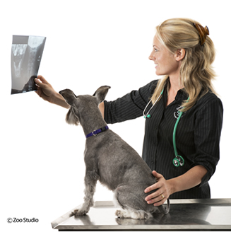 Pet X-ray Services - Greencross Vets Pet X-ray Services - Greencross Vets