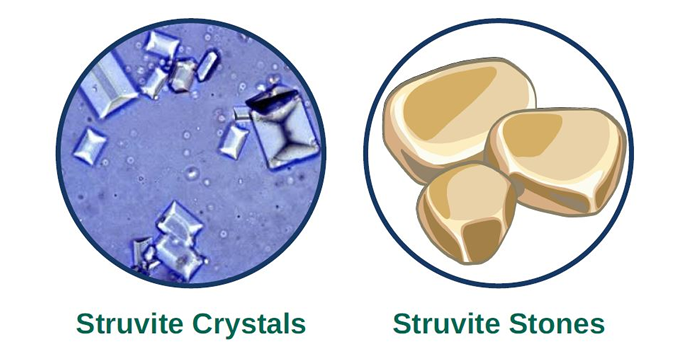 Struvite crystals & stones