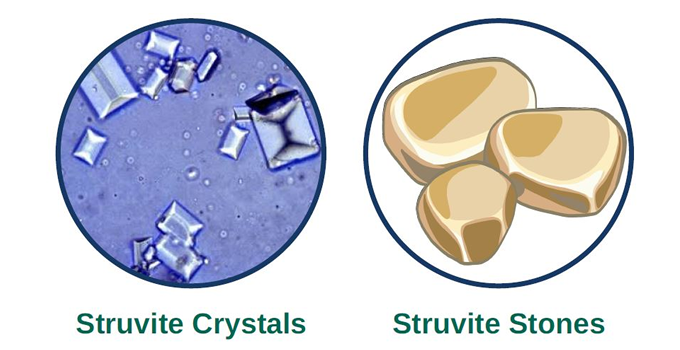 Struvite crystals best sale in puppy urine