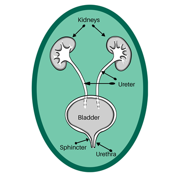 Urinary tract