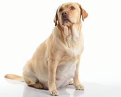 what to do if dog is pregnant