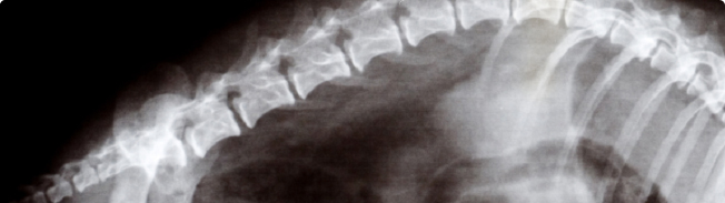 Pet Radiographs