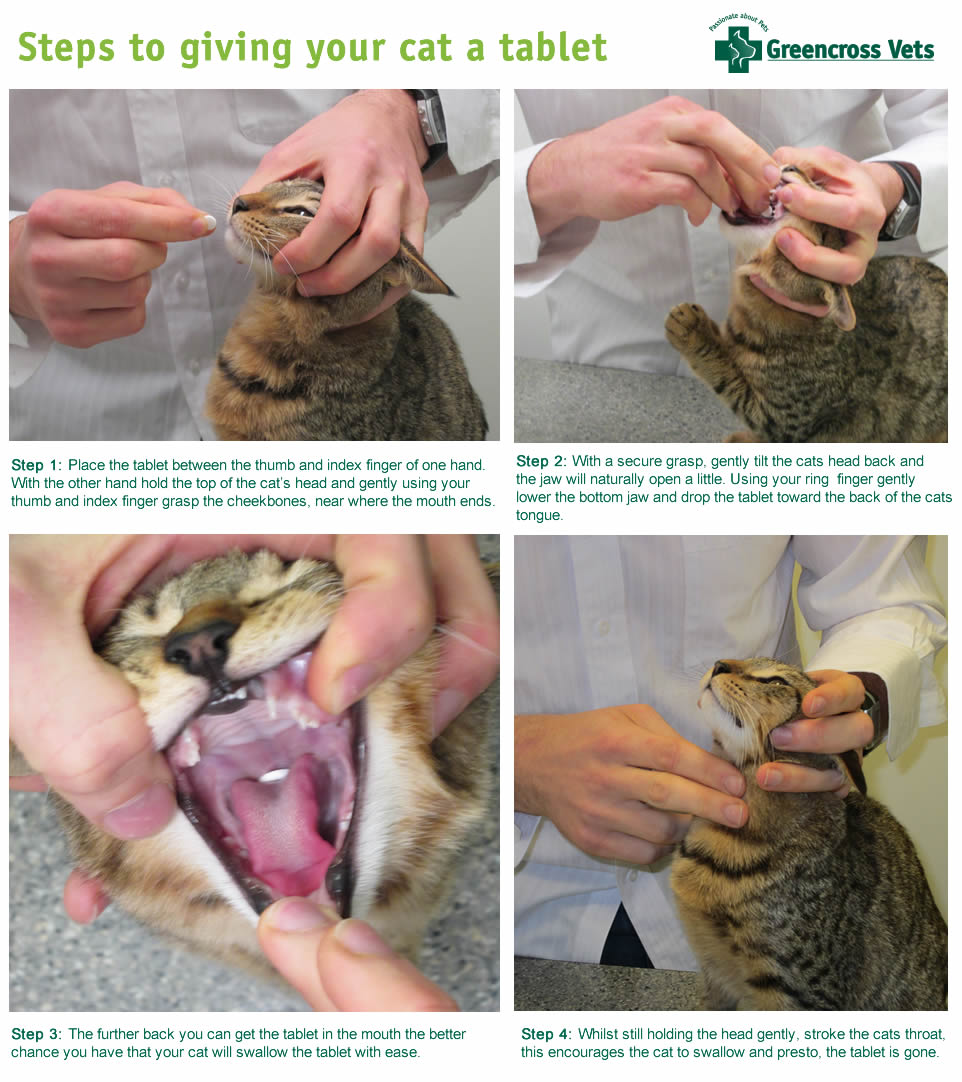 step by step how to give a cat a tablet