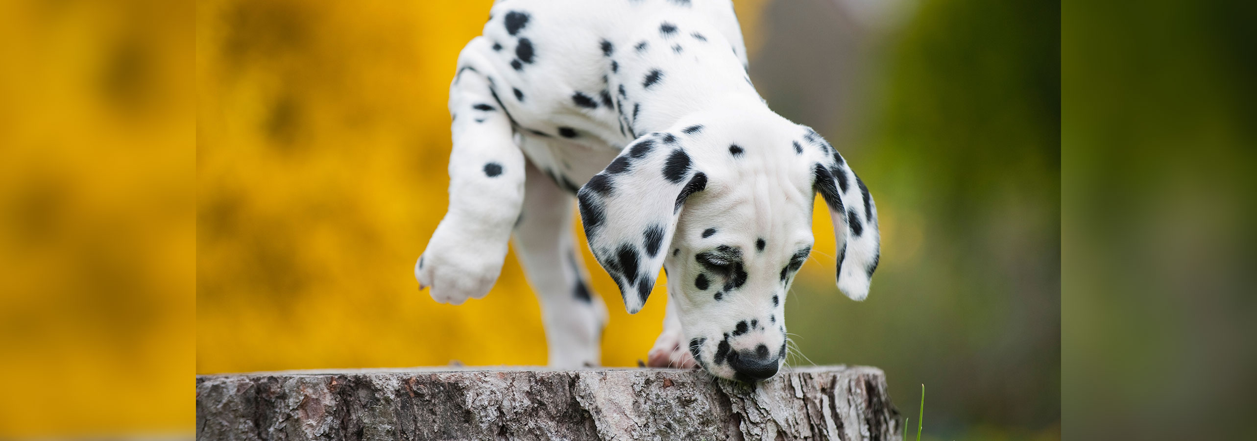 heartworm tablets for dogs australia