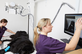 Veterinary Clinic | Ellenbrook - Greencross Vets