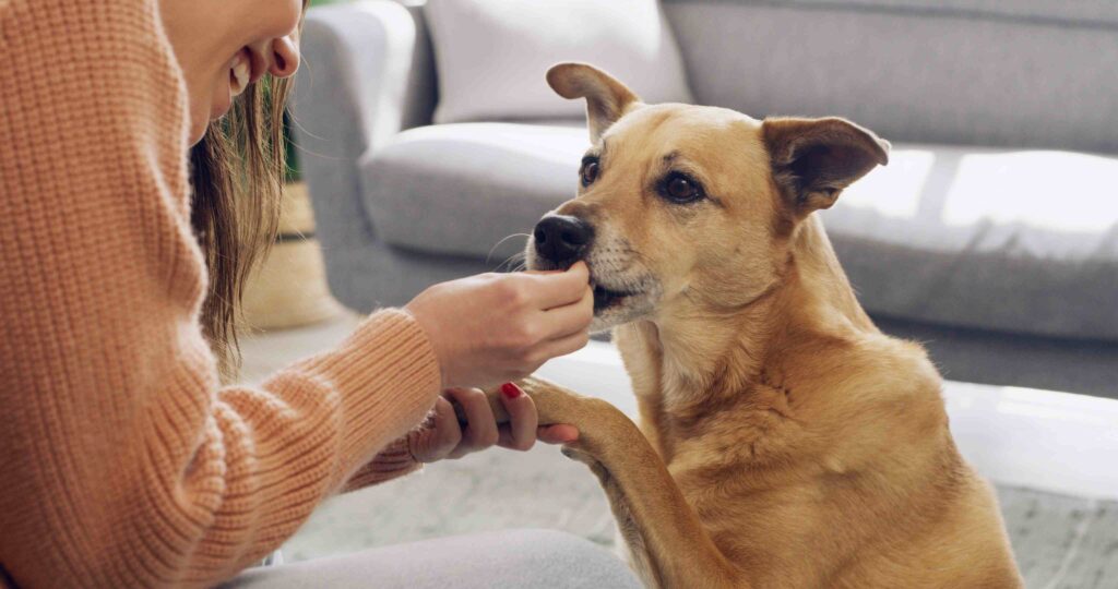dog behaviour