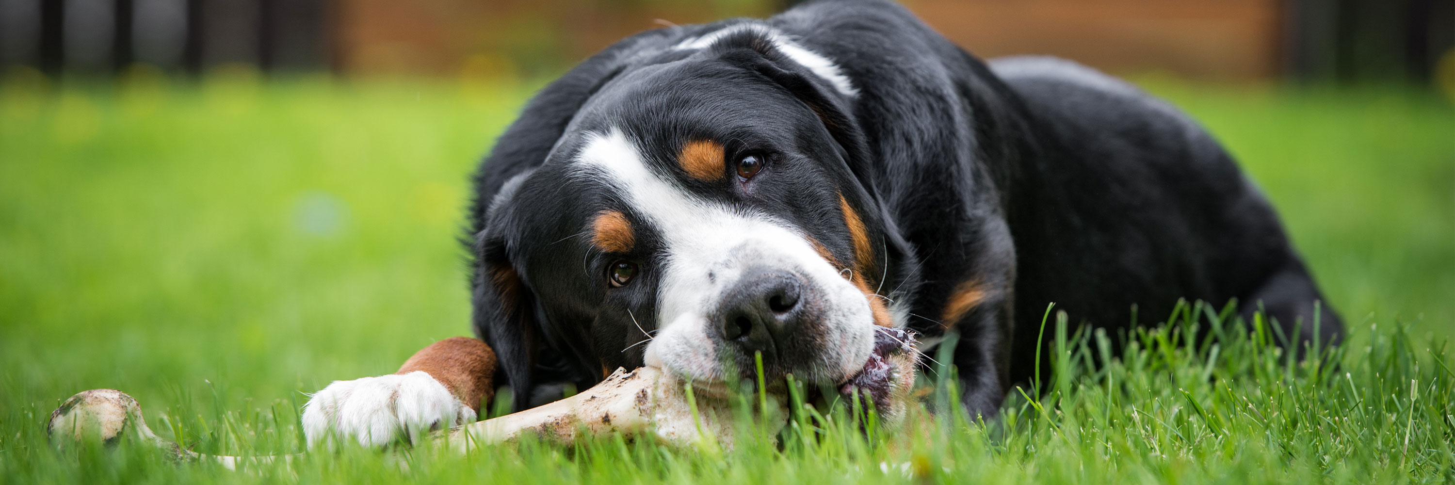 what should i do if my dog swallowed a bone whole