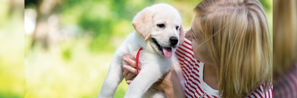 pawsitive puppy school