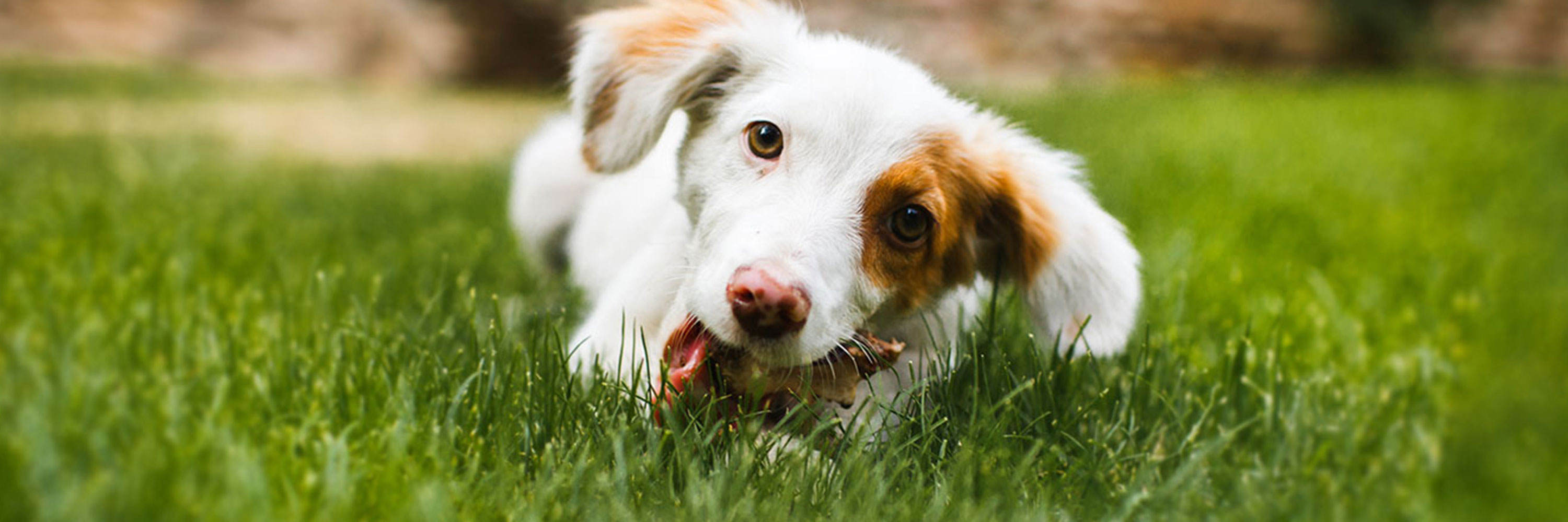 are chicken wing bones good for dogs