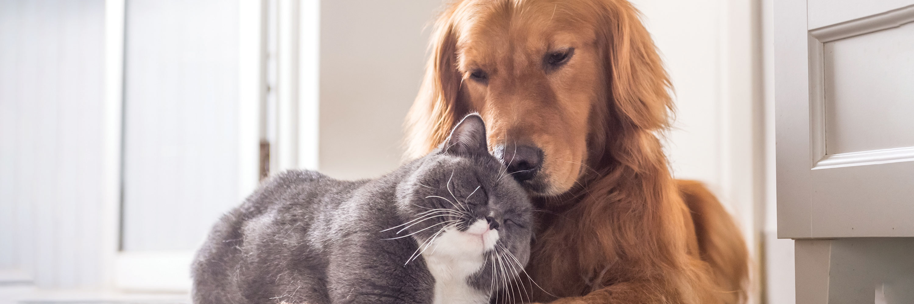 Cardiomyopathy Heart Disease In Pets Greencross Vets