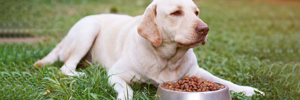 Best supermarket dog food 2018 sale