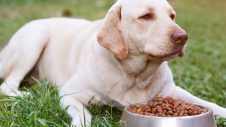 senior dog food